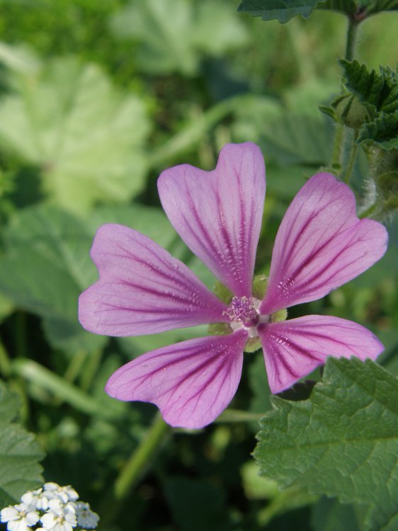 Weg-Malve / Malva neglecta