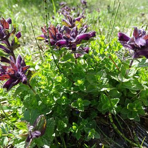 Alpenhelm / Bartsia alpina