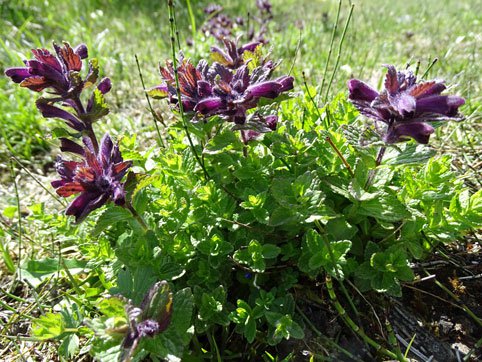 Alpenhelm / Bartsia alpina