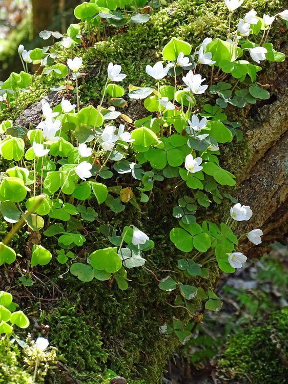 Wald-Sauerklee / Oxalis acetosella