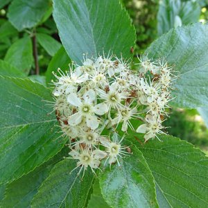 Mehlbeere / Sorbus aria