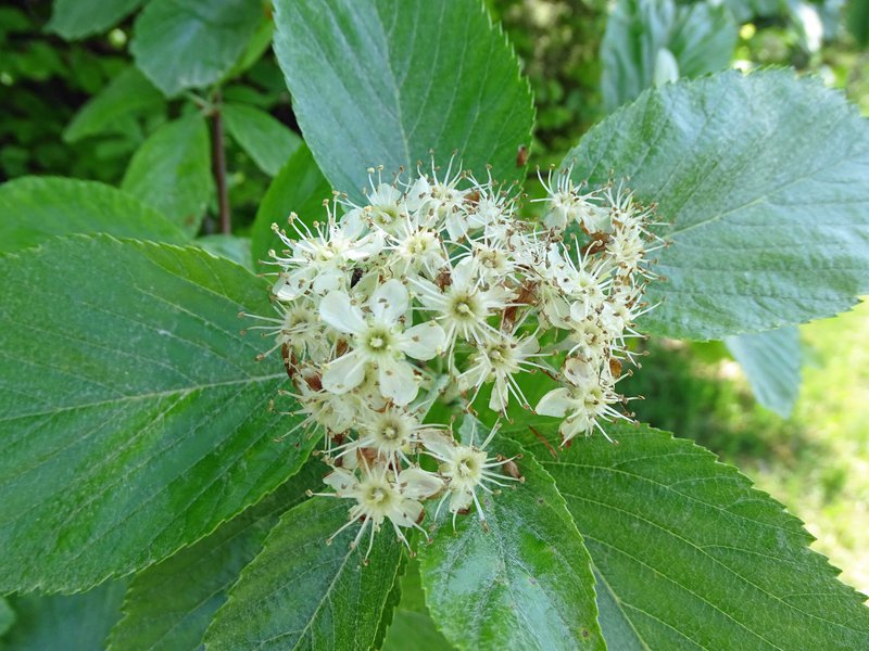 Mehlbeere / Sorbus aria
