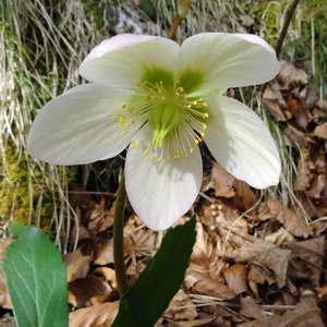 Schneerose / Helleborus niger