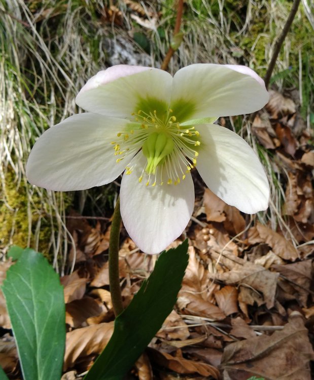 Schneerose / Helleborus niger