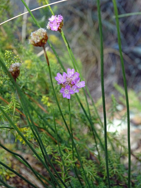 Sand-Grasnelke / Armeria maritima