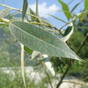 Silber-Weide / Salix alba