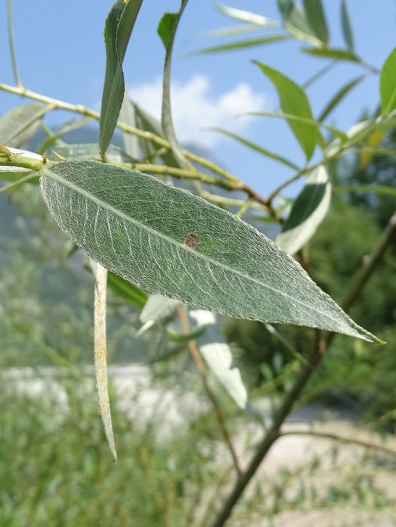 Silber-Weide / Salix alba