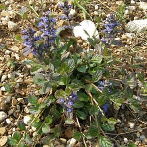 Kriechender Günsel / Ajuga reptans