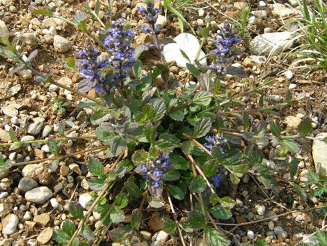 Kriechender Günsel / Ajuga reptans