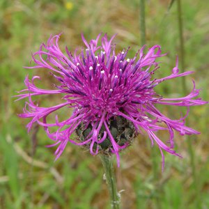 Skabiosen-Flockenblume / Centaurea scabiosa