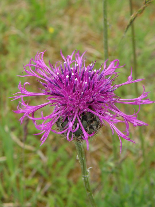 Skabiosen-Flockenblume / Centaurea scabiosa
