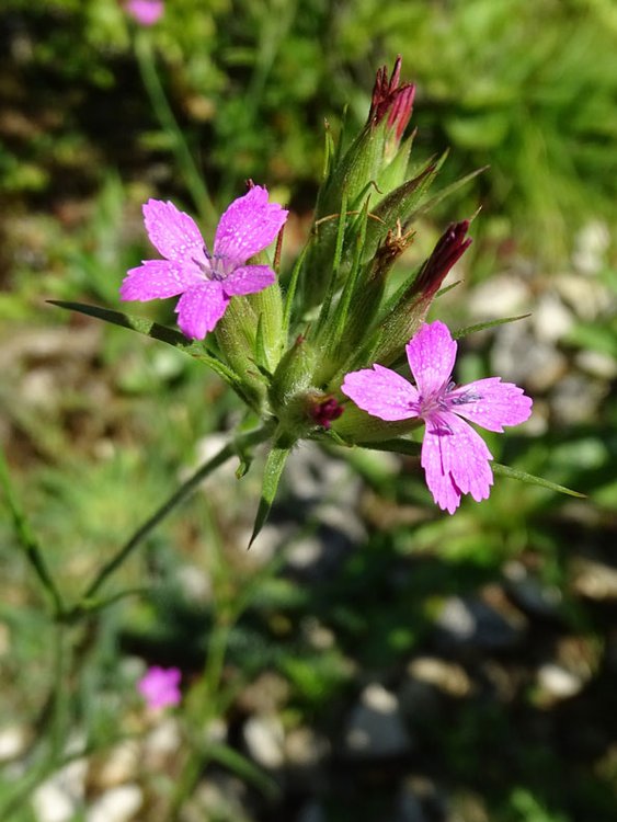 Rauhe Nelke / Dianthus armeria