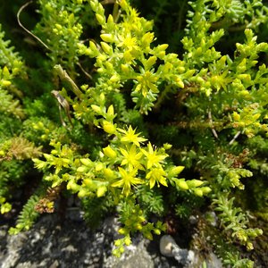 Milder Mauerpfeffer / Sedum sexangulare