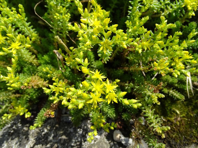 Milder Mauerpfeffer / Sedum sexangulare