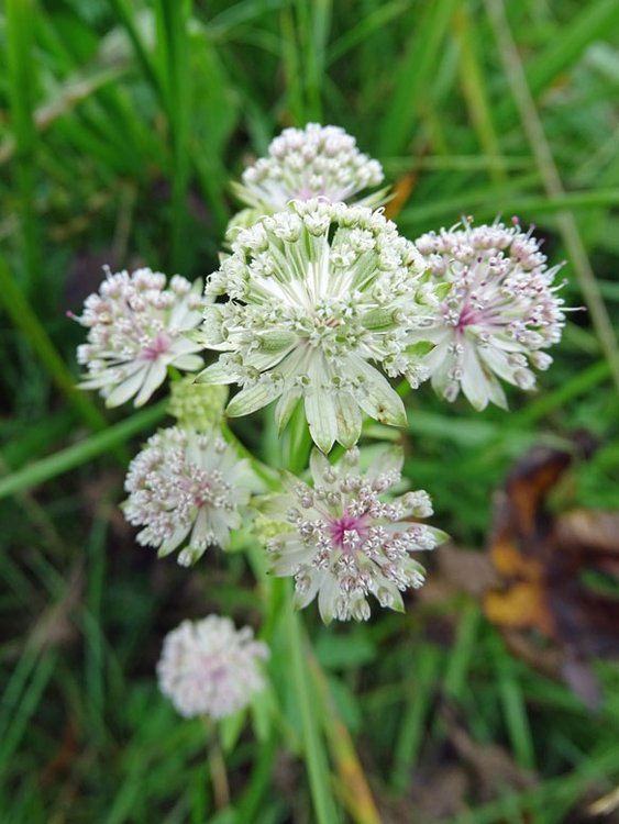 Große Sterndolde / Astrantia major
