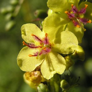 Schwarze Königskerze / Verbascum nigrum