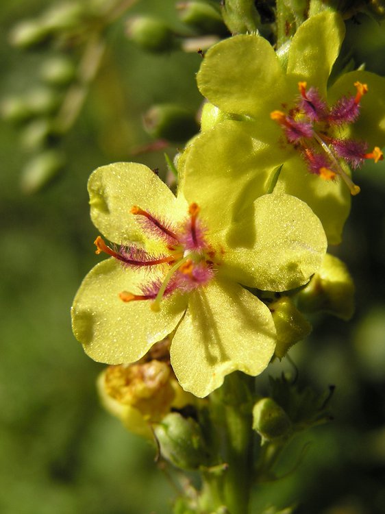 Schwarze Königskerze / Verbascum nigrum