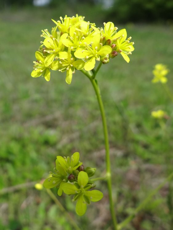Brillenschötchen / Biscutella laevigata