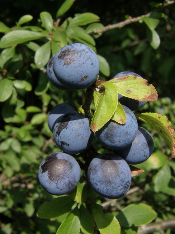 Schlehe / Prunus spinosa
