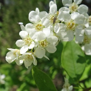 Gewöhnliche Trauben-Kirsche / Prunus padus