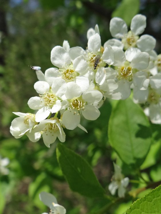 Gewöhnliche Trauben-Kirsche / Prunus padus