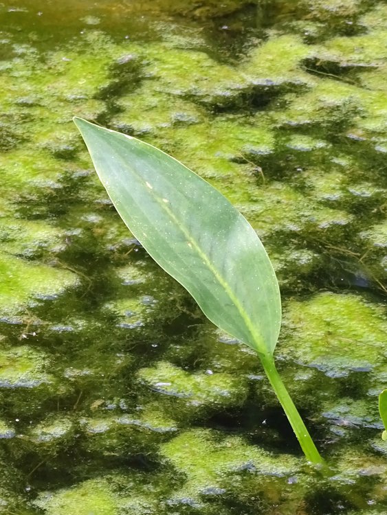 Gewöhnlicher Froschlöffel / Alisma plantago-aquatica