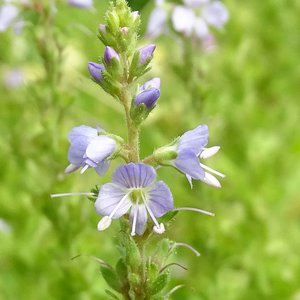 Wald-Ehrenpreis / Veronica officinalis