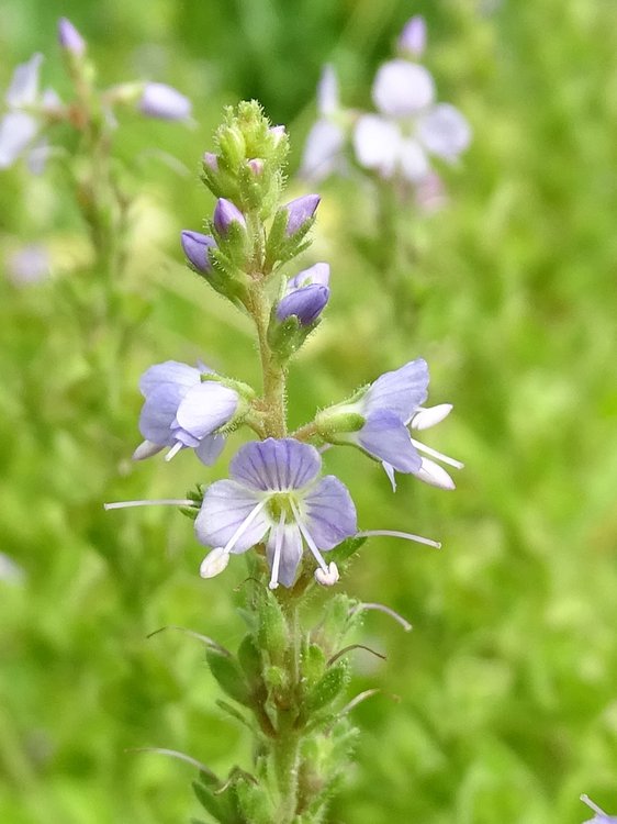 Wald-Ehrenpreis / Veronica officinalis