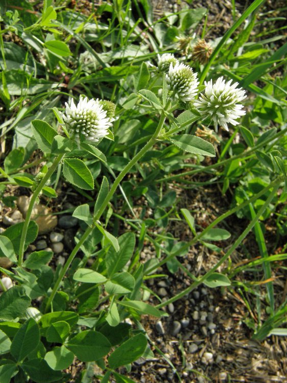 Berg-Klee / Trifolium montanum