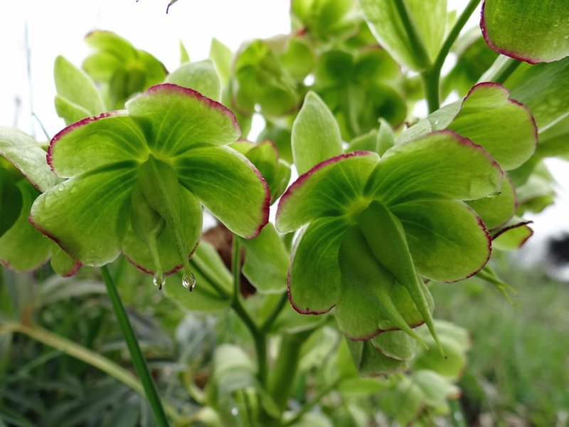 Stinkende Nieswurz / Helleborus foetidus