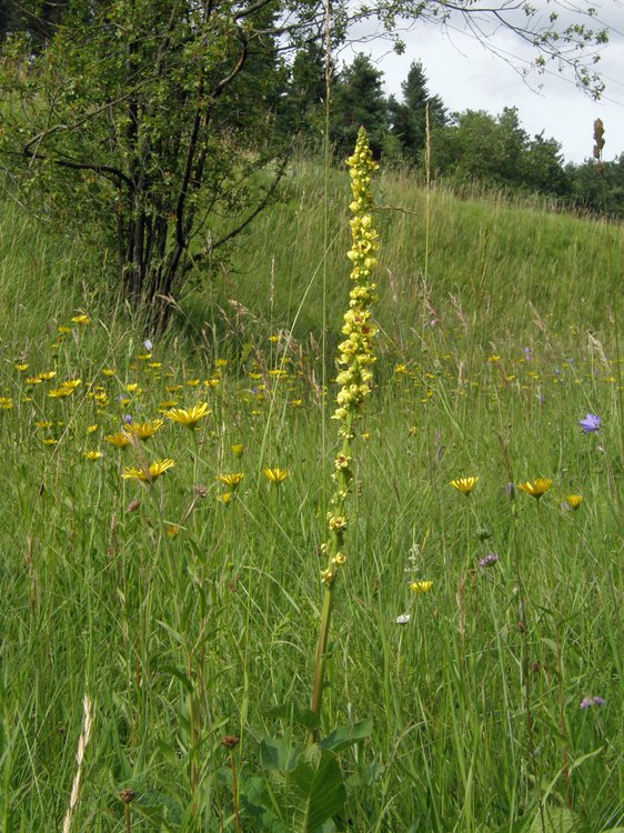 Schwarze Königskerze / Verbascum nigrum