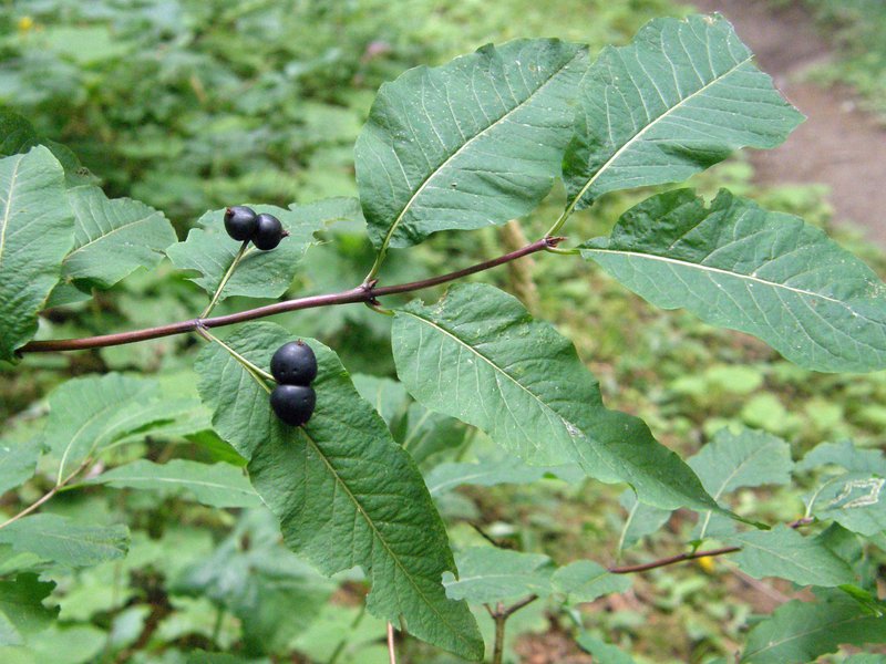 Schwarze Heckenkirsche / Lonicera nigra