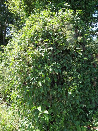 Gewöhnliche Waldrebe / Clematis vitalba