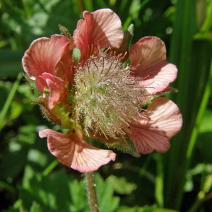 Bach-Nelkenwurz / Geum rivale