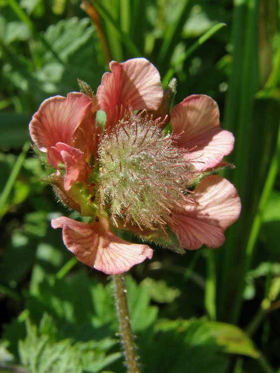 Bach-Nelkenwurz / Geum rivale