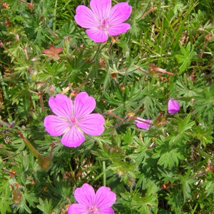 Blutroter Storchschnabel / Geranium sanguineum