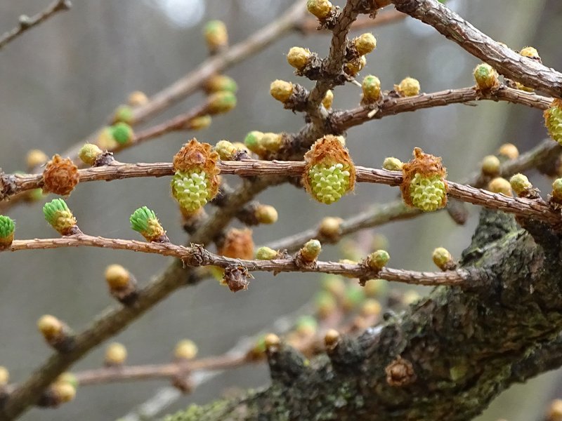 Europäische Lärche / Larix decidua