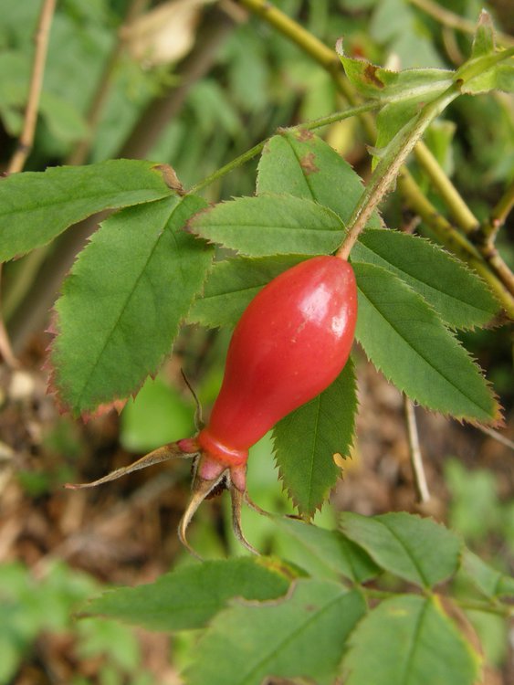 Alpen-Rose / Rosa pendulina