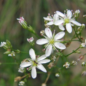 Steinbrech-Felsennelke / Petrorhagia saxifraga