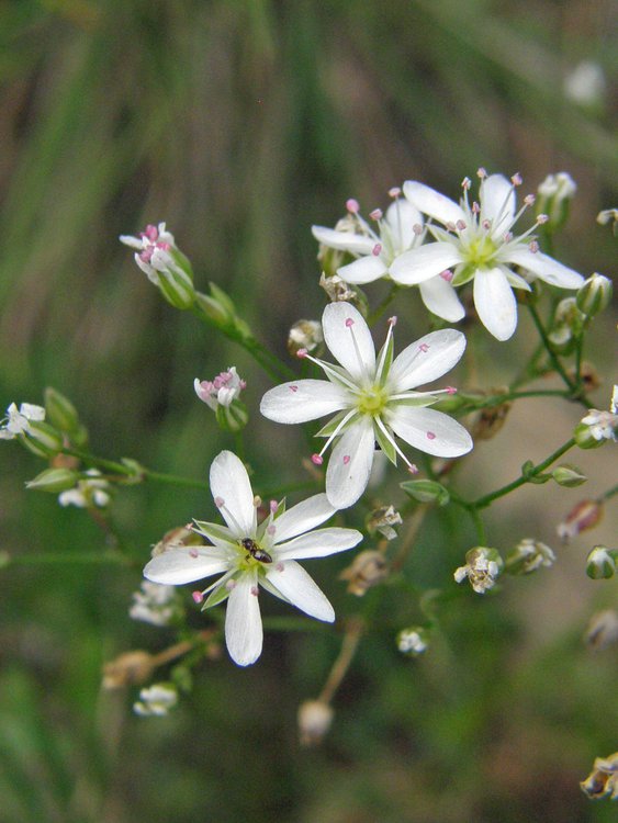 Steinbrech-Felsennelke / Petrorhagia saxifraga