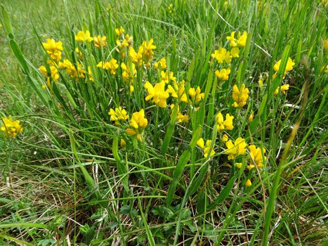 Flügel-Ginster / Genista sagittalis