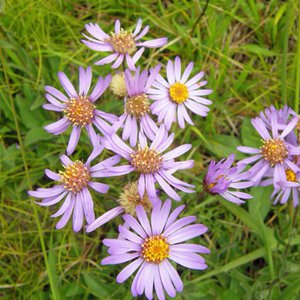 Berg-Aster / Aster amellus