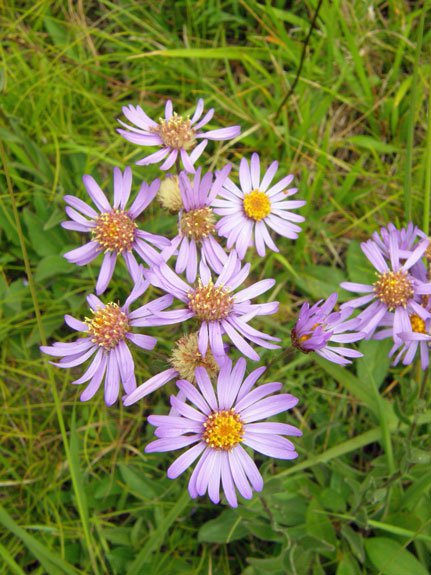 Berg-Aster / Aster amellus