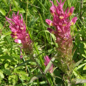 Acker-Wachtelweizen / Melampyrum arvense