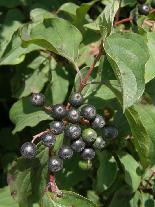 Roter Hartriegel / Cornus sanguinea