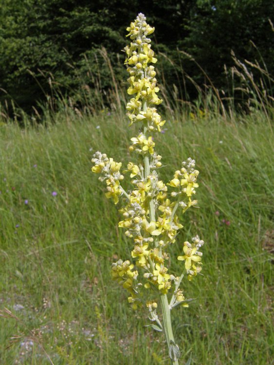 Mehlige Königskerze / Verbascum lychnitis