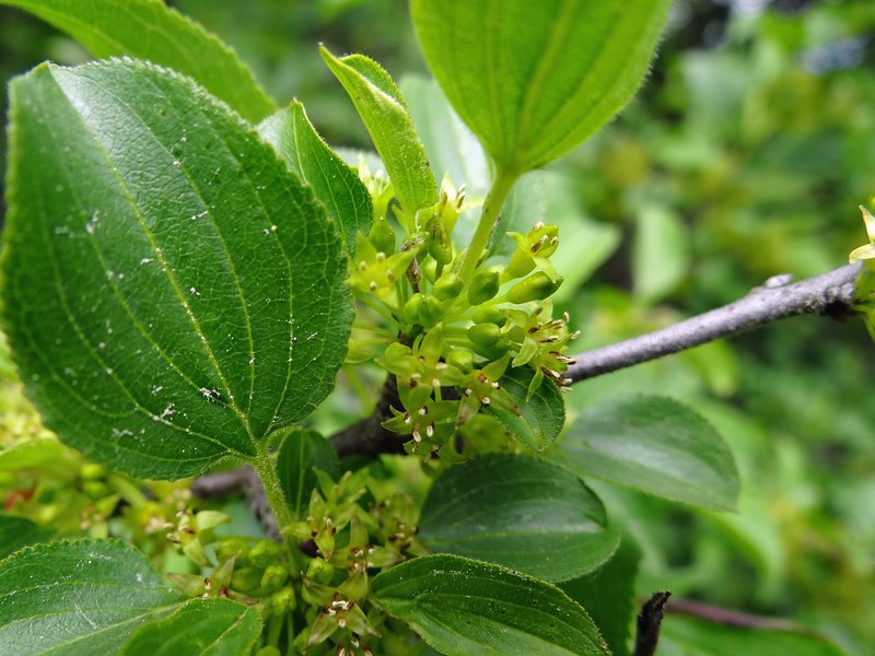 Felsen-Kreuzdorn / Rhamnus saxatilis