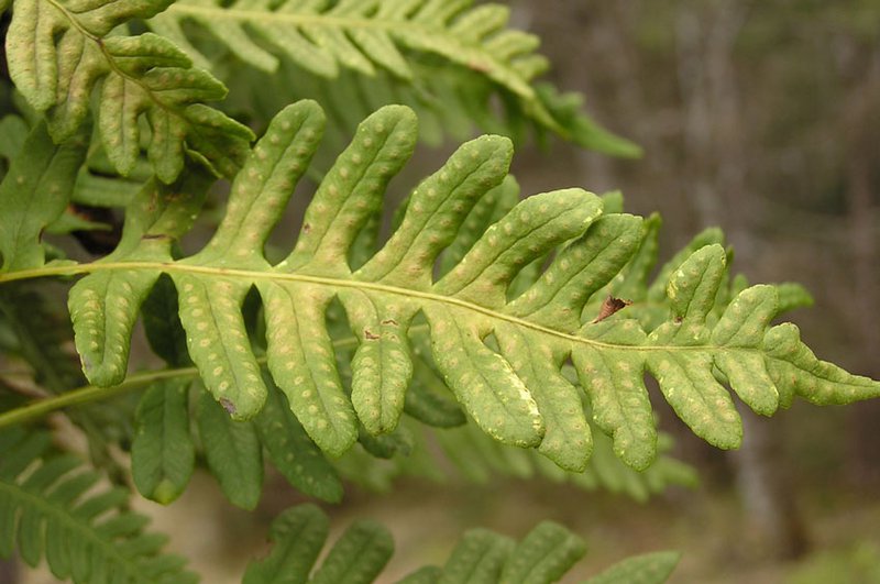Rippenfarn / Blechnum spicant
