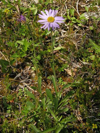 Berg-Aster / Aster amellus