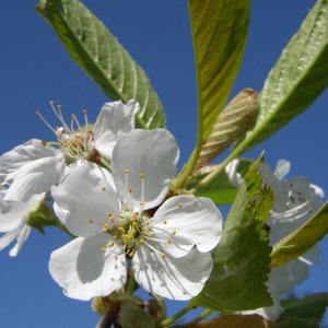 Süß-Kirsche / Prunus avium